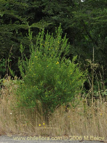 Image of Teline monspessulana (Retama / Lluvia de oro / Retamillo). Click to enlarge parts of image.